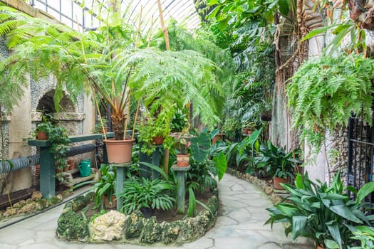 Greenhouse interior with plant and flower cultivation. Green gardening, nobody