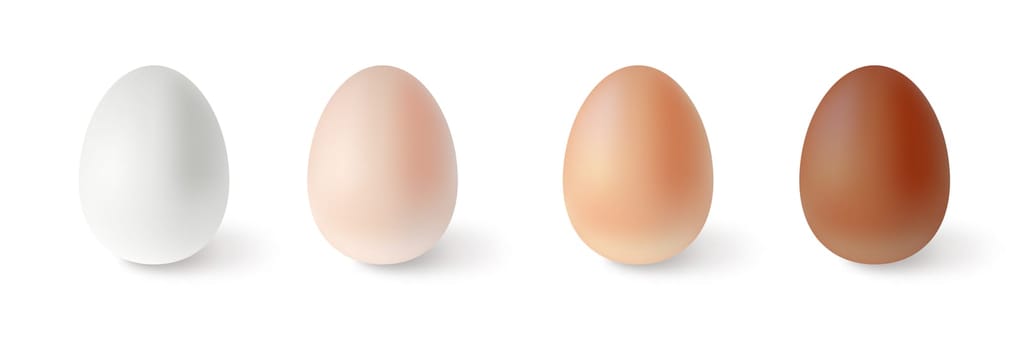 Set of realistic chicken eggs. Vector illustration isolated on white
