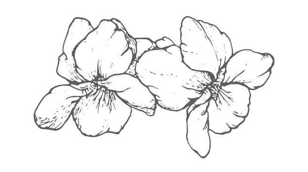 Spring flowers drawing with line art on white