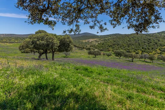A field with wild plants and trees in a farm outside Granada, Andalucia, Spain