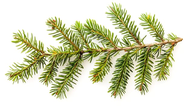 Fir, pine or spruce branches isolated on a white background, christmas decoration, winter holiday season