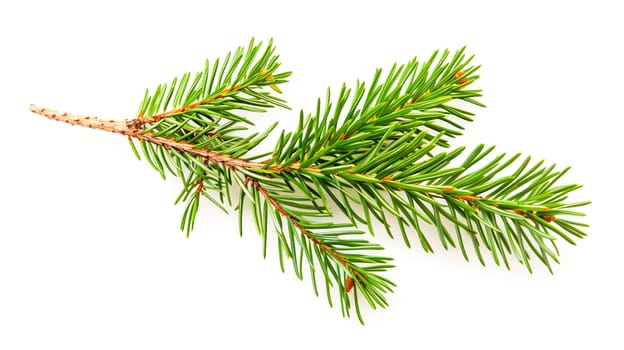 Fir, pine or spruce branches isolated on a white background, christmas decoration, winter holiday season