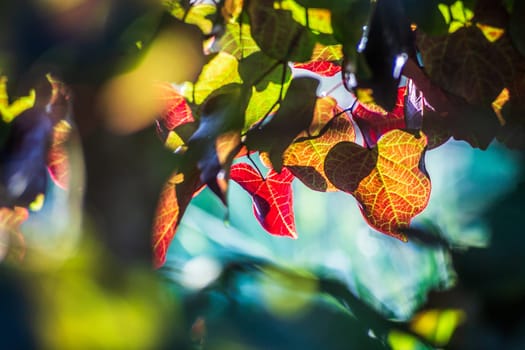 Colorful tree with backlighted multicolored leaves photographed in autumn