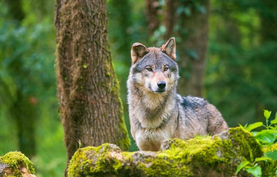 Portrait of a gray wolf photographed in the forest