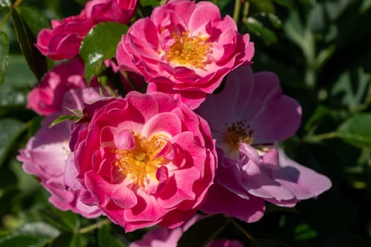 Close-up of vibrant pink roses in full bloom with green leaves in the background.