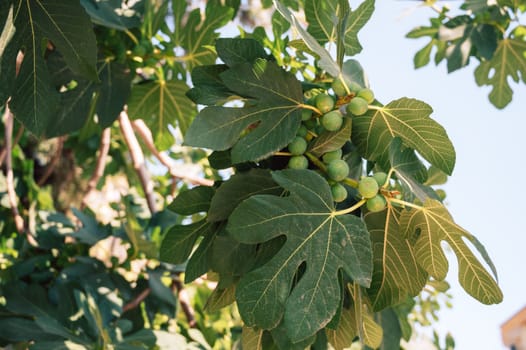 Growing Fig fruits on branches of a fig tree, beauty summer day