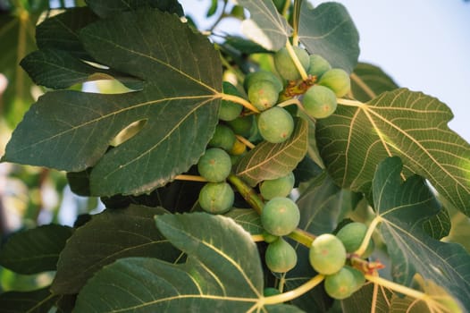 Growing Fig fruits on branches of a fig tree, beauty summer day