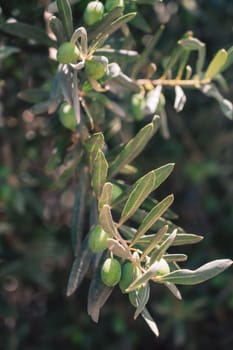 Green olives growing in olive tree, in mediterranean plantation, beauty summer day