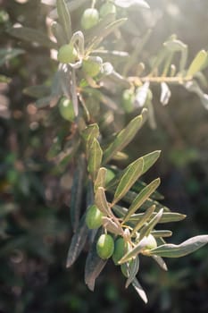 Green olives growing in olive tree, in mediterranean plantation, beauty summer day