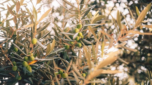 Green olives growing in olive tree, in mediterranean plantation, beauty summer day