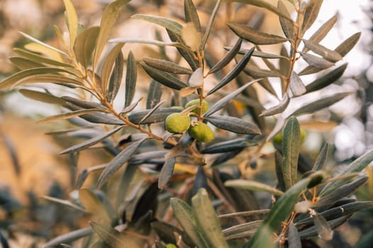 Green olives growing in olive tree, in mediterranean plantation, beauty summer day