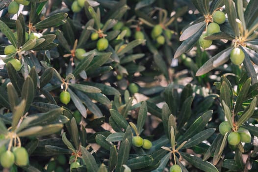 Green olives growing in olive tree, in mediterranean plantation, beauty summer day