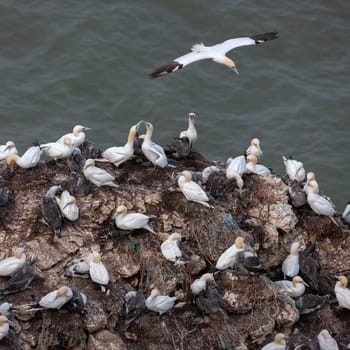 Gannet colony (Morus bassanus) at Bempton Cliffs on the North Yorkshire coast in the United Kingdom. It is the only mainland breeding colony of gannets in England. The birds arrive at the colony from January and leave in August or September.