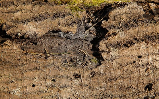 The texture of the old tree is covered with natural bark with moss and needles close-up view from above