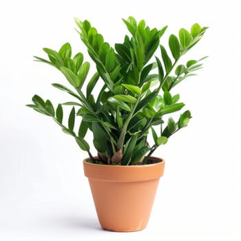 Bright green flowerpot zamioculcas plant in a pot with lush leaves on a white background