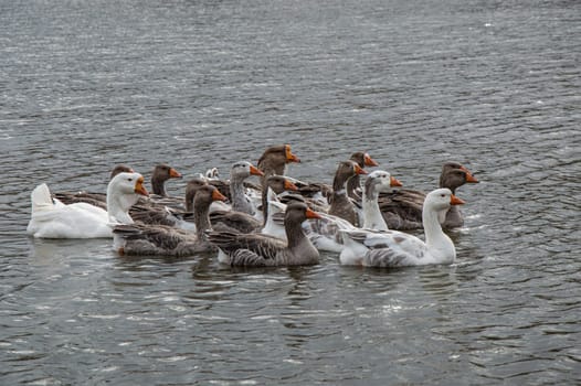 A flock of domestic birds geese swim on water. Farm bird goose. Farm poultry farming. Ducks on water. A flock of birds. Industrial livestock farming. The beauty of nature. Background image.