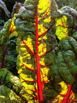 Fresh and crisp chard in summer after watering against the light shining beautifully red and green