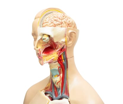 Human brain model of head anatomy isolated on white background with clipping path.