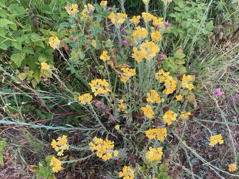 Rural plants and flowers on a the field