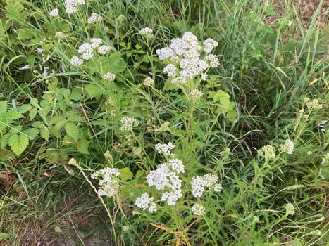 Rural plants and flowers on a the field