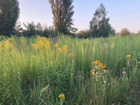 Rural plants and flowers on a the field