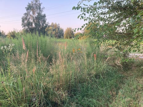 Rural plants and flowers on a the field