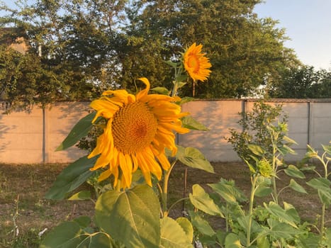 A yellow sunflower ripened in the summer