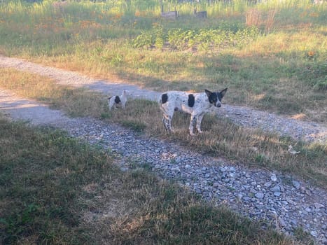 Homeless dog with the young puppies