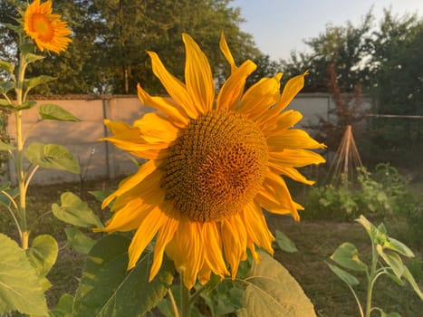A yellow sunflower ripened in the summer