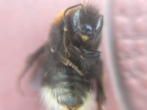 The body of a dead, dried the bumble bee