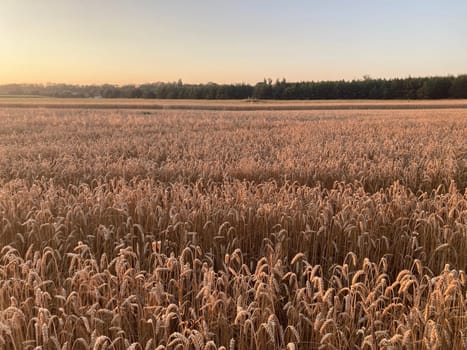 The field is planted with barley and is the ready for harvesting