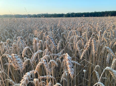 The field is planted with barley and is the ready for harvesting
