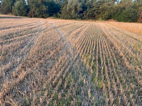The field is planted with barley and is the ready for harvesting