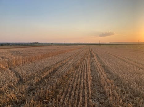 The field is planted with barley and is the ready for harvesting