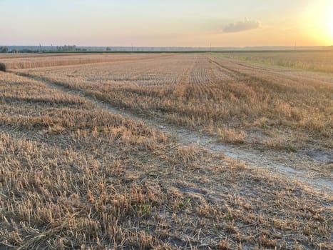 The field is planted with barley and is the ready for harvesting