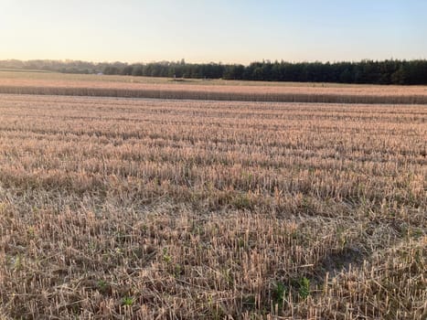 The field is planted with barley and is the ready for harvesting