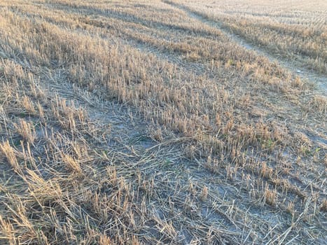The field is planted with barley and is the ready for harvesting