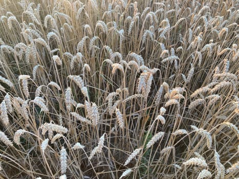 The field is planted with barley and is the ready for harvesting