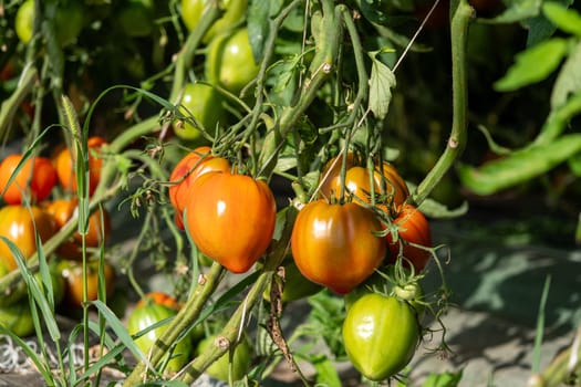 the beautiful tomatoes on the bush