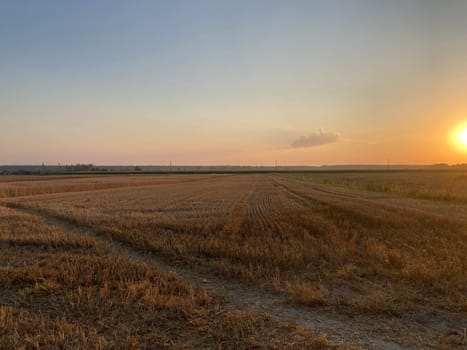 The field is planted with barley and is the ready for harvesting