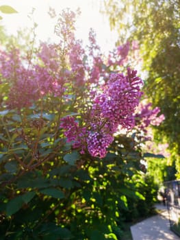 Lilac branch bloom in summer evening. Bouquet of purple flowers