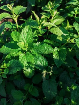 Green mint leaves plant grow at vegetable garden. Top view nature background with spearmint herbs