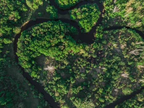 Heart shaped river in Altai territory. Summer june forest. Wonder of nature place, aerial drone view