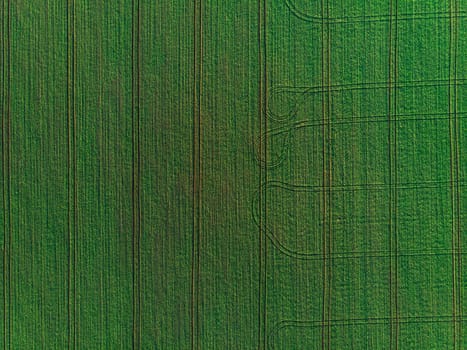 Aerial top view of the green field. Agriculture concept