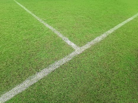 Soccer line in green grass of soccer field