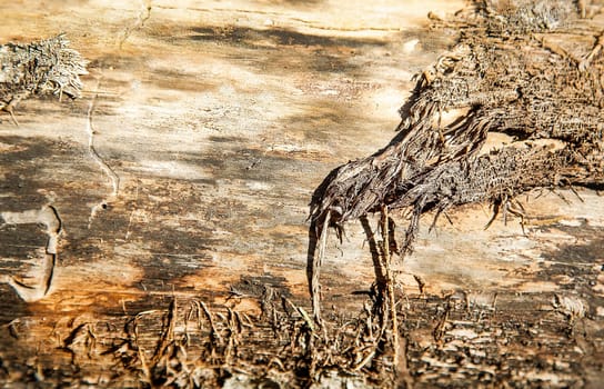 The old trunk of a lying tree with torn bark is a close-up view from above