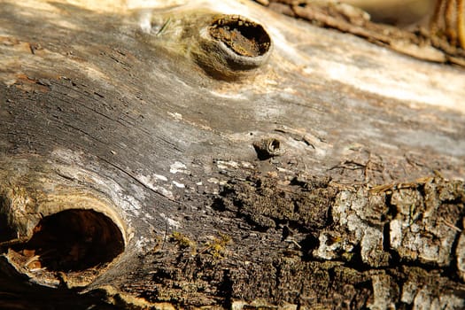 A close-up of a tree log showing the detailed texture of the wood and natural patterns in brown and gray tones, background image