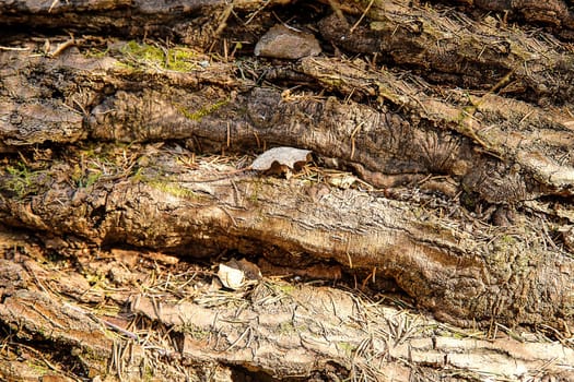 The trunk of an old fallen forest tree with a rough natural texture and dry leaves is a close-up view from above