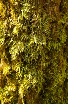 Close-up of the bark of a tree covered with green moss, showing the natural texture, background image