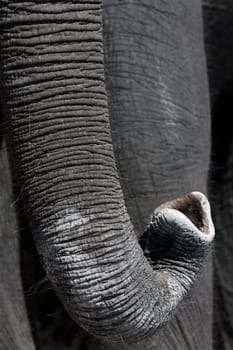 An Elephants trunk  (Loxodonta africana) in Botswana, Africa.